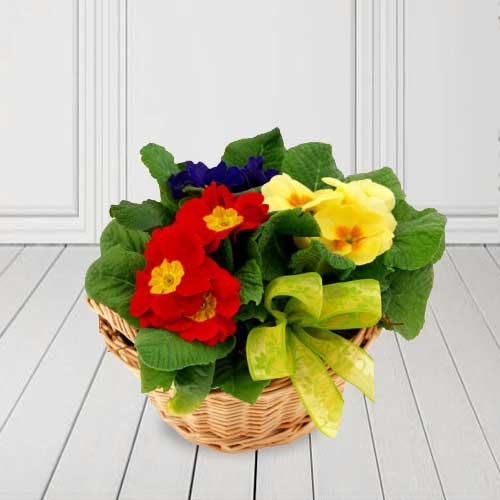 Primrose Basket-House Plants To Send As A Gift