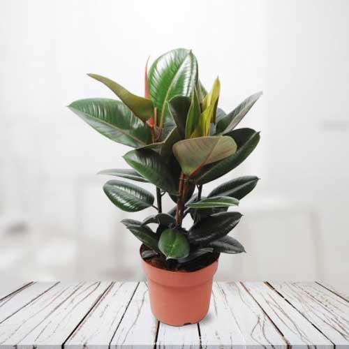 Ficus Plant-Housewarming Plant Gift Delivery