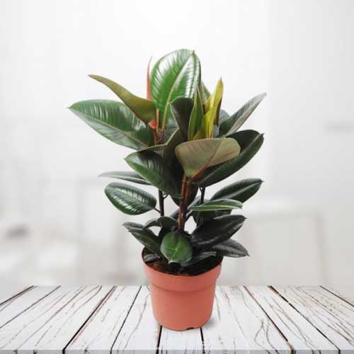 Ficus Plant