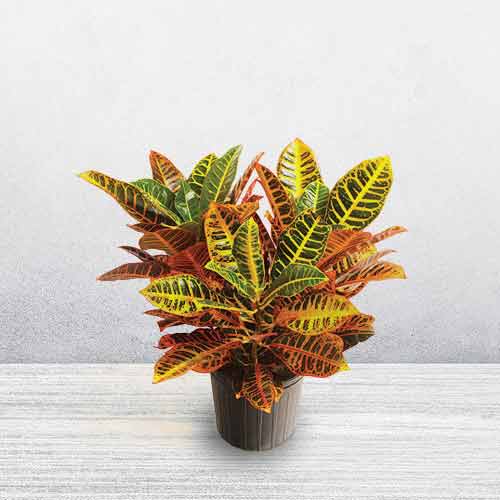 Croton Plant-Houseplant Gifts For Delivery
