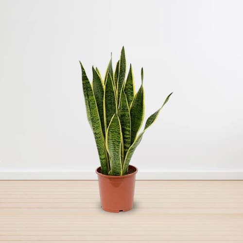 - Indoor Plant Gift Delivery