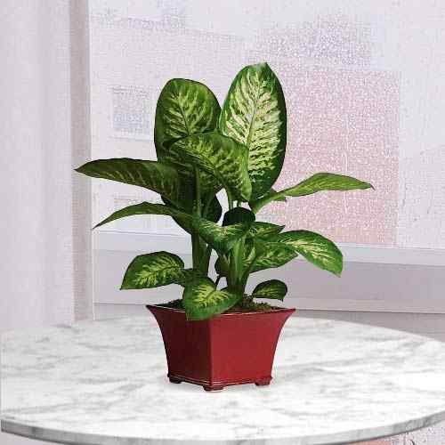 Dieffenbachia Plant-Mail Order Flowers And Plants