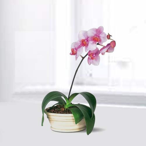 Pink Phalaenopsis-Mother's Day Delivery Plants