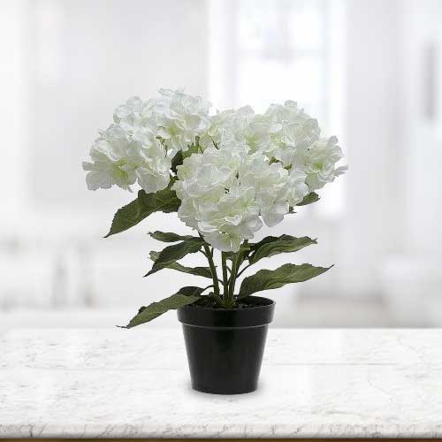 Online Hydrangea Plant