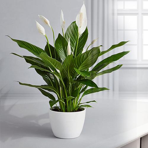 Plants For Sympathy Gifts Online