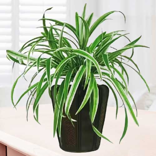 Dracena Plant-Plants To Send To Someone