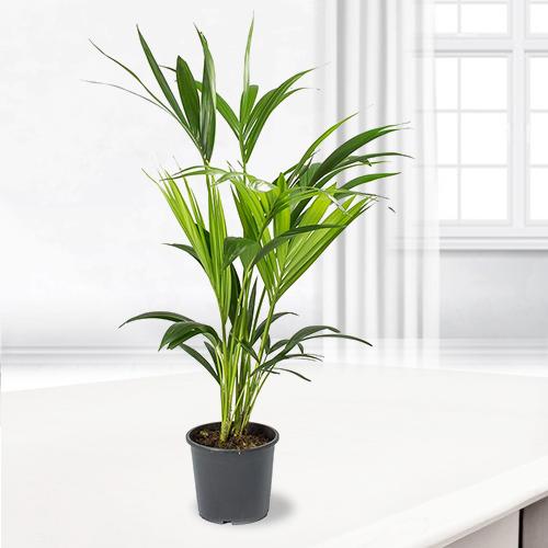 Kenthia Plant-Plants To Ship As Gift