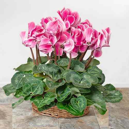 Cyclamen Plant-Potted Flowers To Send