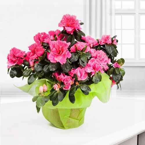 Pink Azalea Plant-Potted Flowers Delivered To Your Door