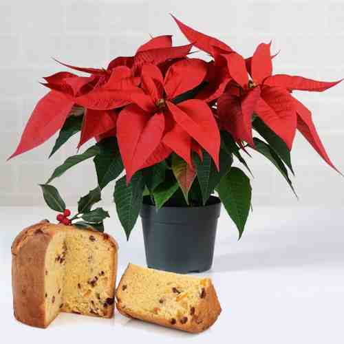 Red Poinsettia And Panettone-Bouquet Of Flowers Christmas To Italy