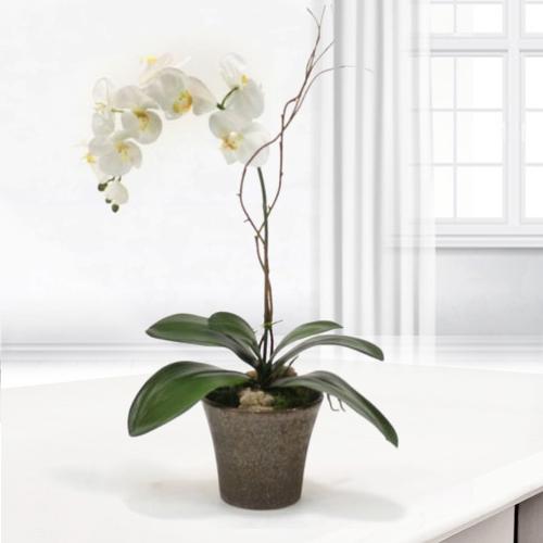 White Orchid-Mother's Day Potted Flower Delivery