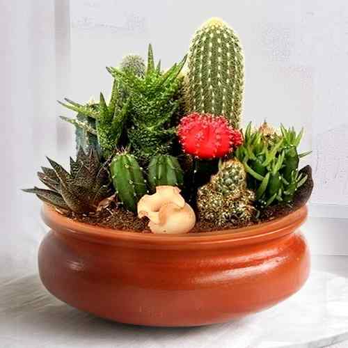 - Next Day Succulent Delivery