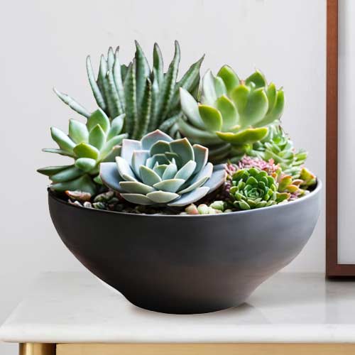 Succulent Plants-Next Day Succulent Delivery