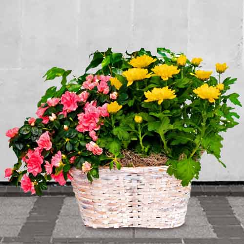 Basket Of Flowering Plant-Flower Plant Delivery