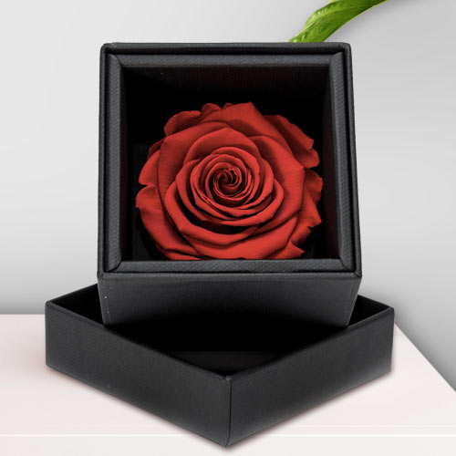 Preserved Red Rose In A Box-Roses That Last 3 Years