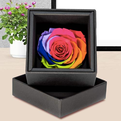 Preserved White Rose In A Box-Lasting Flowers