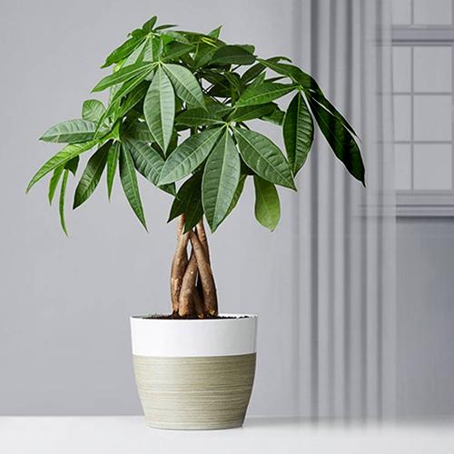 Pakira Plant-Plants To Send To Someone