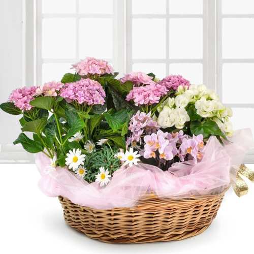 - Flowering Plant Baskets For Mom