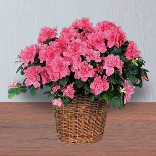 - Send Azalea Plants For Mother’s Day