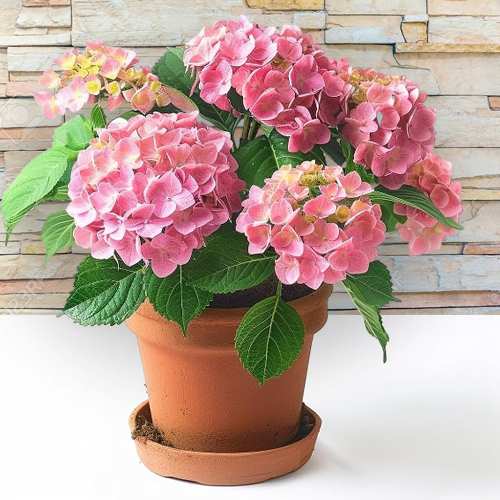 - Plants For Mother’s Day Gift