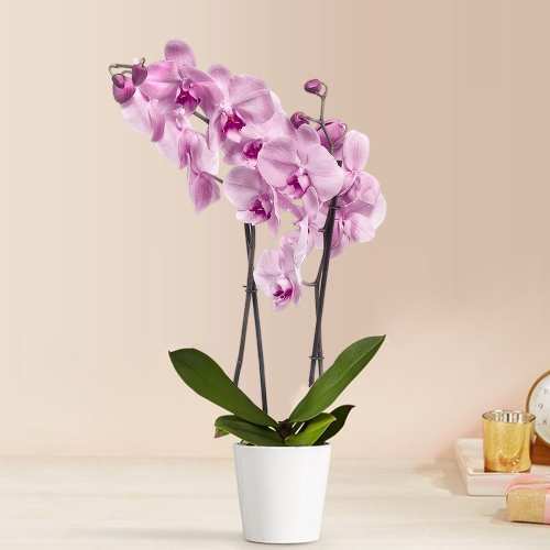 - Mother's Day Orchid Delivery