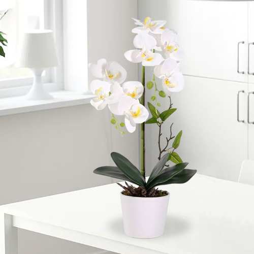 - Orchid Plant Gifts For Mother’s Day