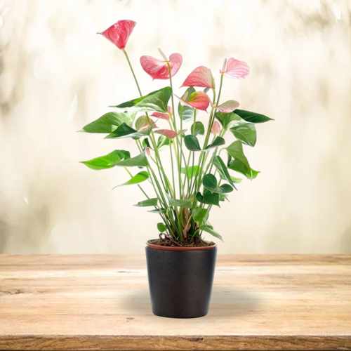 Red Anthurium Delight
