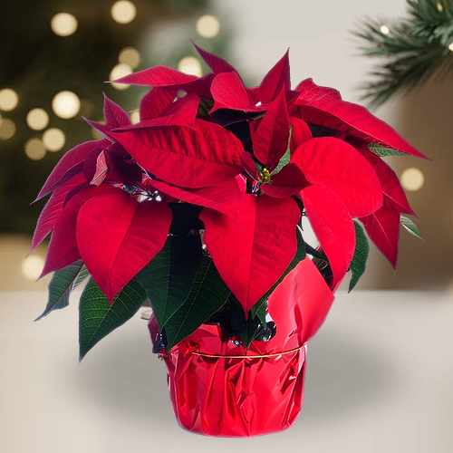 Holiday Star Poinsettia Display