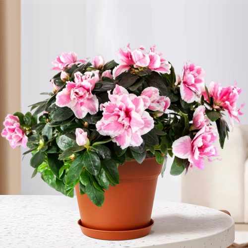 Bright Easter Flowers