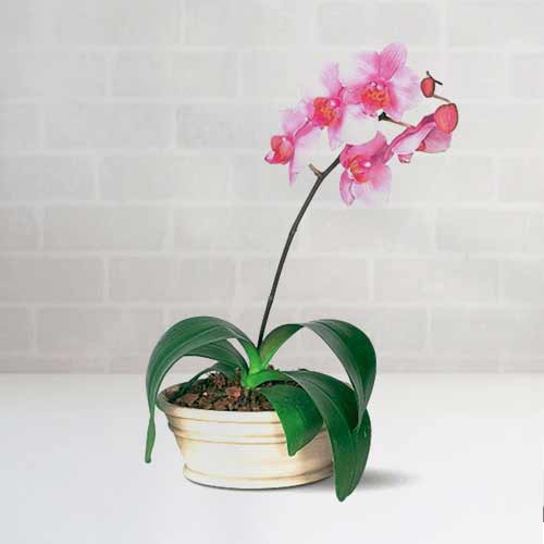 Exquisite Pink Phalenopsis-Birthday Plants Delivered