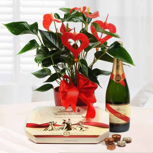 Anthurium Plant With Champagne And Chocolate