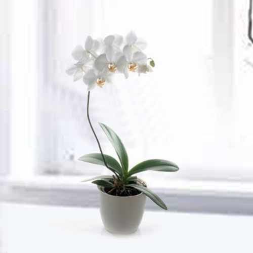 White Orchids With Love-Best Sympathy Plants To Send