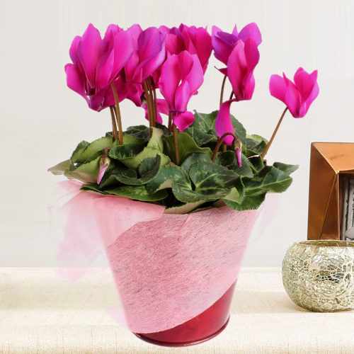 Alluring Cyclamen Plant-Flowering Plants To Send