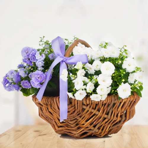 Basket Of White N Blue Flowers-Flowers Get Well Soon Delivery