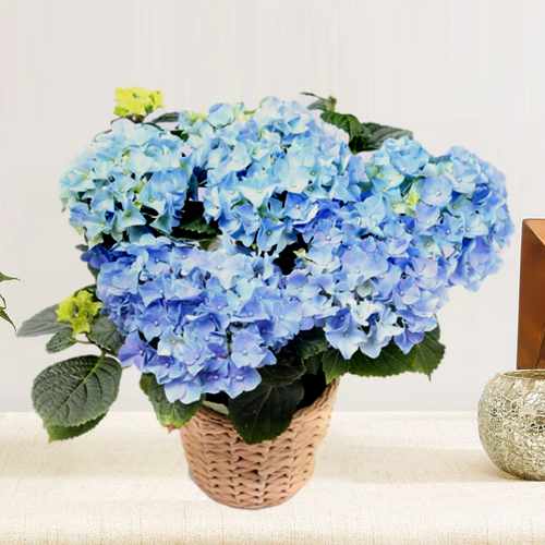 Beautiful Blue Hydrangea Plant-Send Hydrangea Plant