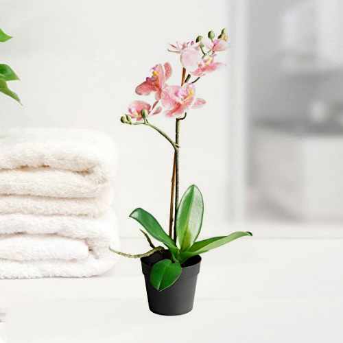 Peach Orchid Phalaenopsis Plant-Funeral Plants For Delivery