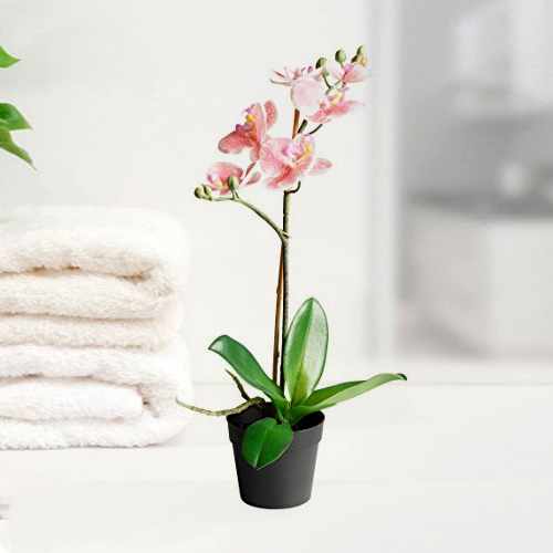 Peach Orchid Phalaenopsis Plant