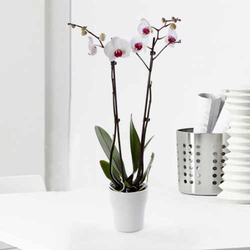 White Orchid Plant With Purple Heart