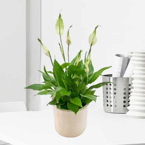 Beautiful White Spatiphyllum Plant-House Plants To Send As A Gift