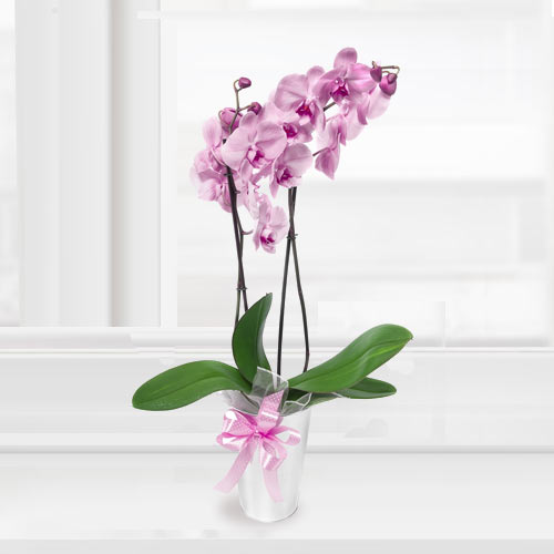 Charming Pale Pink Orchid Plant