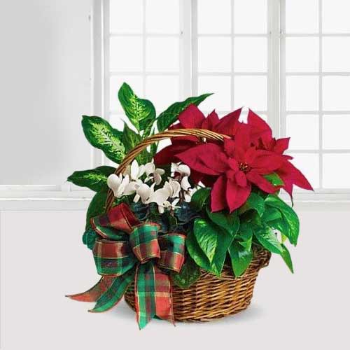 Christmas Plants In A Basket-Plants To Send For Christmas