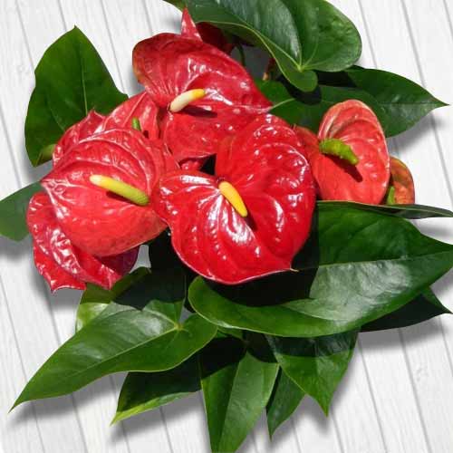 Red Anthurium-Housewarming Gifts For Friends