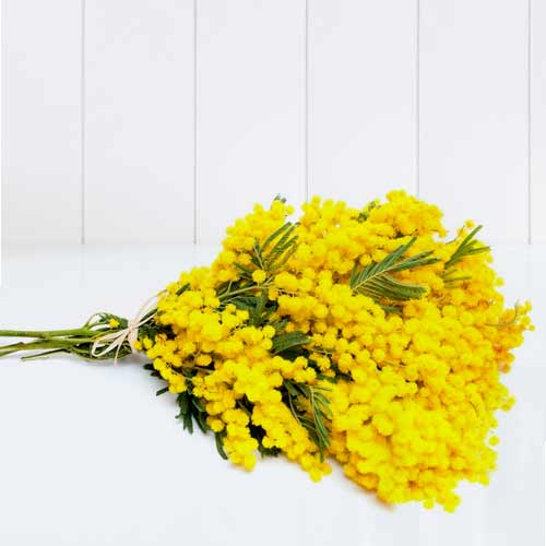 - Send Mimosa Bouquet To Italy