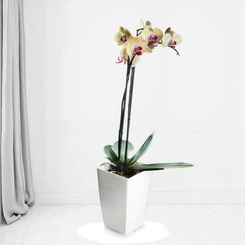 Delightful Yellow Orchid Plant With Purple Heart-Flower Plant Online Delivery