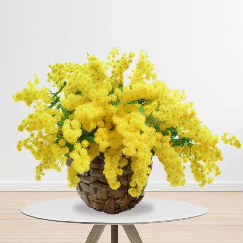 Elegant Mimosas Basket Arrangement-Mimosa Delivery Italy