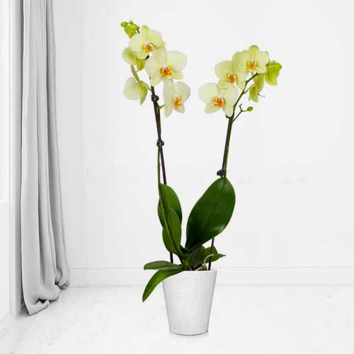 Exquisite Yellow Orchid Plant-Flowering Plants Gifts Send