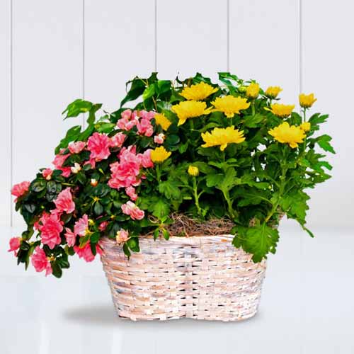 Flowering Plants Basket-Flowering Plants Delivery Italy