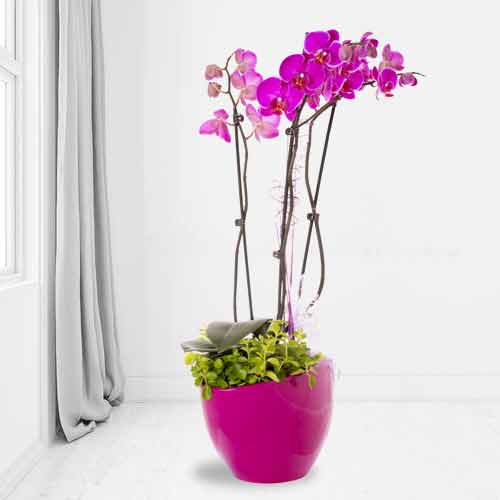 Glamorous Purple Orchid Plant-Deliver A Plant To Someone