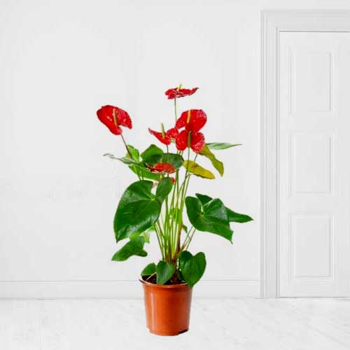 Gorgeous Red Anthurium Plant-Birthday Plant Delivery For Her
