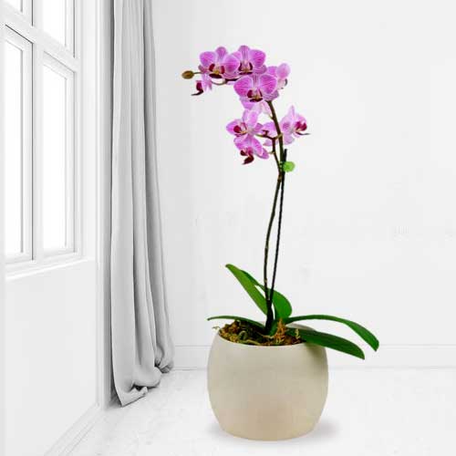 Graceful Pink Orchid Plant-Flower Plants Home Delivery